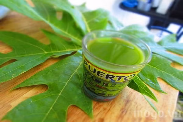 Khi mới uống cần để ý xem phản ứng của cơ thể để điều chỉnh cho phù hợp với cơ địa của mỗi người. Hoặc cũng có thể đun lá đu đủ lấy nước uống. Lấy 10 lá đu đủ, cho thêm 2 lít nước, rồi đun đến khi nước còn một nửa là được. Mỗi ngày uống một chút, uống trong 5 ngày. Ảnh: MOGO.VN. (Thông tin trong bài chỉ mang tính tham khảo, trước khi sử dụng bài thuốc, bạn vui lòng hỏi ý kiến bác sĩ).