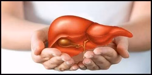 7. Bảo vệ gan: Nhờ tác dụng thanh lọc gan rất tốt, nước ép lá đu đủ thích hợp sử dụng cho người bị bệnh mạn tính, đặc biệt là bệnh gan, như vàng da, xơ gan, ung thư gan. Ảnh: Soha.vn.