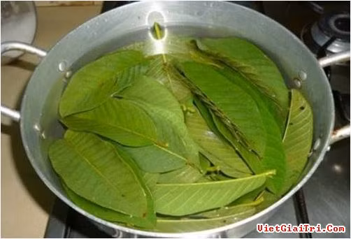 Dùng lá ổi làm se khít lỗ chân lông: Dùng nước sắc từ lá ổi để rửa mặt sẽ giúp làm se khít lỗ chân lông, ngăn ngừa mụn và làm da mịn màng. Ảnh: Vietgiaitri.com.