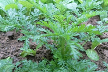 Thanh hao là loại cây có lá gần giống cây ngải cứu và mùi cũng tương tự. Nó được người dân trồng rất nhiều để dùng làm thuốc. Đông y dùng cây thanh hao làm thuốc bởi nó có vị đắng, vị cay và tính lạnh, giúp chữa mồ hôi trộm, sốt rét, lở ngứa, cảm nắng, giúp sự tiêu hóa, lợi gan mật... Ảnh: Skds.