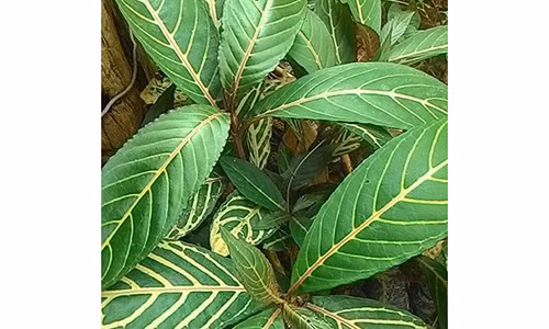 Dau da day, trao nguoc da day khoi tuc thi nho loai cay nay