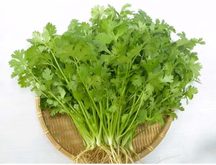 Rau mùi. Dùng rau mùi tươi rửa sạch rồi nấu nước xông rửa hậu môn hàng ngày. Hoặc có thể đem hạt mùi nấu với giấm, sau đó dùng khăn sạch thấm nước này đem phơi khô để đắp hậu môn giúp sát khuẩn, chống viêm nhiễm. Ảnh: Hatgiongtot.