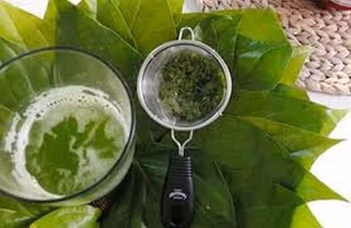 Lá trầu không. Lấy lá trầu không, hạt gấc, quả bồ kết (mỗi loại 7 lá/hạt) và 1 quả cau. Sau khi rửa sạch các hỗn hợp này cho thêm chút muối và tất cả vào cối giã nhỏ. Cau bổ thành miếng nhỏ. Tiếp theo cho tất cả các hỗn hợp này vào nồi nước đun sôi rồi đợi đến khi nước ấm thì ngâm hậu môn. Với cách này người bệnh nên thực hiện khoảng 2 lần/ngày. Ảnh: Tapchidongy.