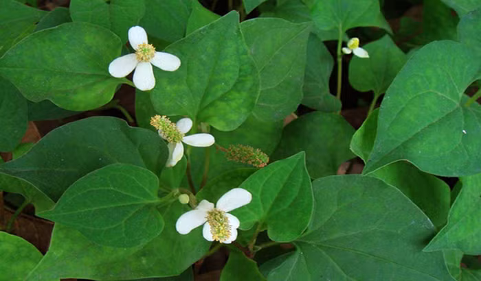 Diếp cá. Diếp cá 100g, nghệ tươi, 30g quả sung già bổ đôi, 1 thìa cà phê muối ăn. Cho các vị trên vào nồi thêm 2 lít nước đun sôi. Để cho bớt nóng đổ ra bô, xông hậu môn khoảng 15 phút. Thực hiện khoảng 7 - 10 ngày bệnh sẽ thuyên giảm thấy rõ. Ảnh: Baithuochay.