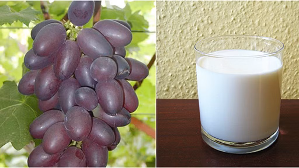 Mặt nạ nho chín và sữa tươi giúp dưỡng trắng da, sử dụng 2 thìa nho chín nghiền nhuyễn trộn đều với 3 thìa sữa tươi không đường và một vài giọt chanh tươi rồi massage nhẹ nhàng lên da, thời gian 20 phút sau đó rửa mặt sạch với nước ấm, thực hiện đều đặn 2-3 lần/ 1 tuần. Ảnh: thanhnien.vn.