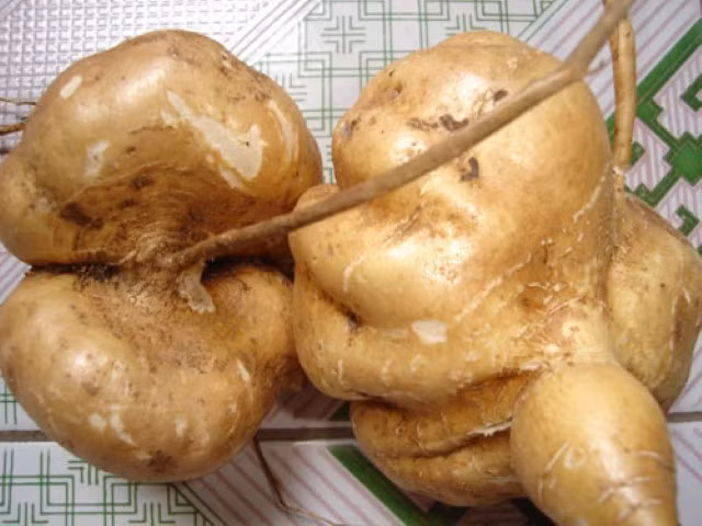 Nhung loai qua mua ve khong nen an ngay, de 1 - 2 ngay an moi tuyet voi-Hinh-4