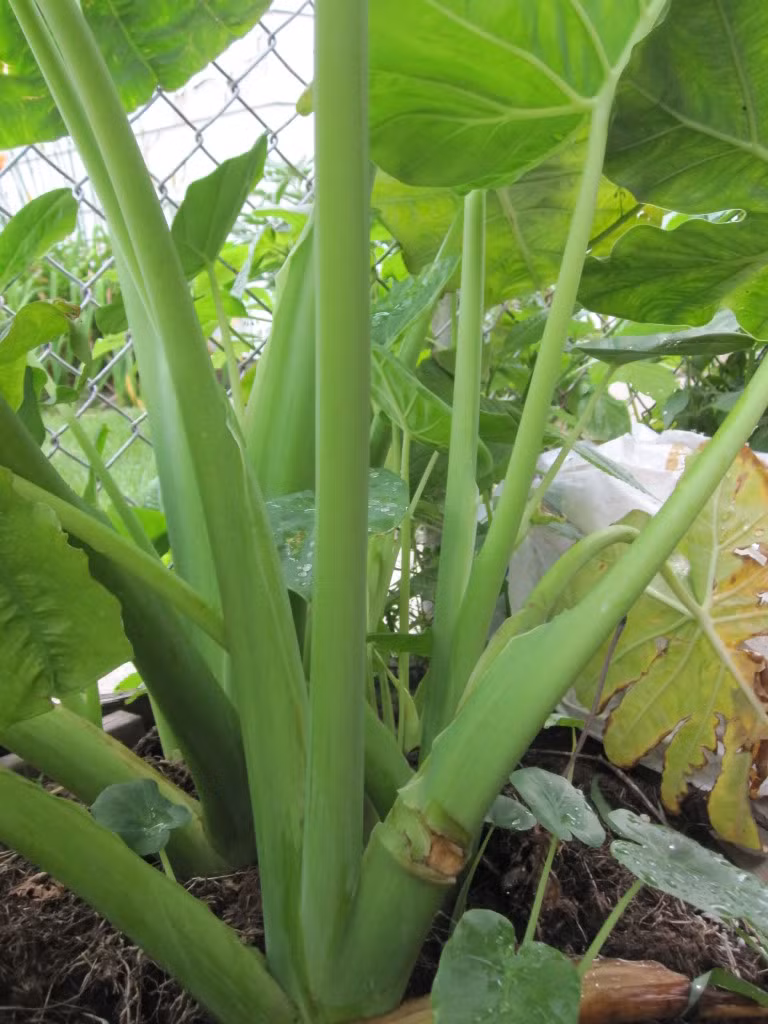 11. Cây dọc mùng. Nếu miếng hóc là 1 miếng lớn: Hãy lấy ngay 1 tàu cây dọc mùng (loại hay dùng để nấu canh cá) bảo người bị hóc há miệng và chọc từ từ nhưng phải dứt khoát miếng thức ăn sẽ trôi ngay vào dạ dày. Ảnh: Rau rừng Việt Nam. (Thông tin trong bài chỉ mang tính chất tham khảo, trước khi sử dụng các cách trên, bạn vui lòng hỏi ý kiến bác sĩ).