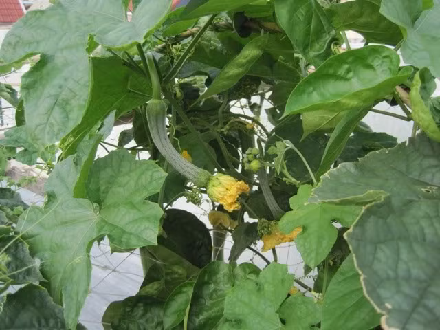 8. Mướp. Rễ mướp đào lấy phơi râm, lúc dùng đốt, tán nhỏ, mỗi lần dùng 2g, hễ mắc xương gì thì lấy lượng đó mà nấu nước uống với thuốc tán là khỏi. Ảnh: rausach.com.vn.