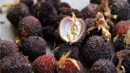 7. Sa nhân. Lấy 4g sa nhân và 4g cam thảo tán bột, gói vào vải và ngậm thì sau đó xương cá sẽ bị ói ra. Ảnh: Công ty TNHH Tuệ Linh.