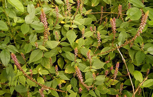 5. Cỏ xước. Cỏ xước 1 nắm vò cho nhuyễn, ngâm vào một chén nước lã sau đó vắt lấy nước cốt uống. Ảnh: SongKhoe.vn.