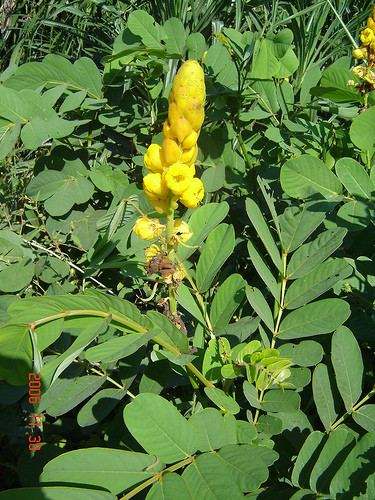 4. Dùng cây muồng trâu: Hái lá non và đọt muồng trâu về rửa sạch, xay nhuyễn lấy nước, pha với dung dịch kem trị lác. Pha theo tỉ lệ 2:1 rồi thấm bông gòn bôi lên da vảy nến. Sau khi bôi 2 tiếng thì tắm lại cho sạch. Mỗi tuần thực hiện 4 lần. (Lưu ý: Khi sử dụng bài thuốc này thì mọi người nên hạn chế dùng các loại thức ăn chứa nhiều dầu mỡ, thức ăn chiên xào). Ảnh: diendan.yeunhiepanh.net.