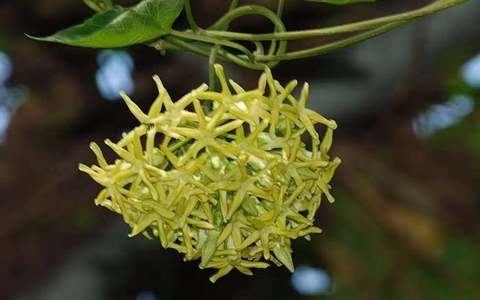 4. Hoa thiên lý. Theo Đông y, thiên lý có vị ngọt tính bình, giải nhiệt, có tác dụng an thần, làm ngủ ngon giấc, giảm tiểu đêm, đỡ mệt mỏi, đau lưng, có tính chống viêm... được xem như vị thuốc bổ dưỡng giúp hỗ trợ điều trị rất tốt trong những trường hợp sau đây.