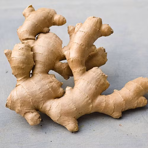 Cách cạo gió bằng gừng: Dùng khăn mùi xoa bọc củ gừng tươi giã nát, rồi xoa lên người bệnh từ trên xuống. Có thể kết hợp gừng với rượu xoa bóp. Ảnh: vietbao.vn.