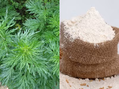 Dùng cám rang lá cúc tần (có thể thay bằng ngải cứu): Dùng vải màn hoặc khăn mùi xoa sạch túm chỗ lá vừa rang lại để đánh cảm. Đánh nhanh tay từ đỉnh đầu xuống, sau đó đánh ở mặt, ngực, bụng, mông, chân, tay... sau đó kết thúc đánh ở lòng bàn tay, bàn chân. Ảnh: yhoccongdong.com.