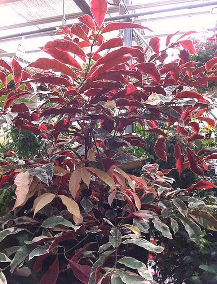 Cây đơn lá đỏ. Còn được gọi là cây đơn đỏ, đơn mặt trời. Là một trong những loại cây lá đỏ làm thuốc chữa nhiều bệnh. Ảnh: Blogcaycanh.