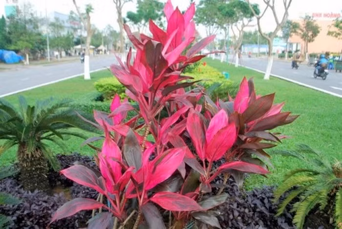 Cây huyết dụ. Cây có lá màu đỏ tía và thường dùng để làm cảnh. Theo Đông y, huyết dụ có vị nhạt, hơi đắng, tính mát và có tác dụng bổ huyết, tiêu ứ, cầm máu, bổ huyết... Ảnh: Vietbao.