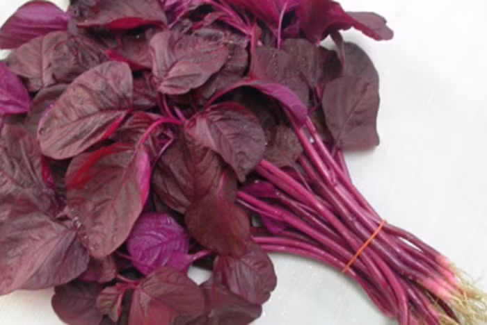 Rau dền đỏ. Theo y học cổ truyền, rau dền đỏ có vị ngọt, tính mát, tác dụng thanh nhiệt, làm mát máu, lợi tiểu, làm mát máu, sát trùng, trị nhiệt lỵ, huyết nhiệt sinh mụn nhọt. Rau dền đỏ có thể luộc, xào hoặc nấu canh ăn rất ngon và ngọt. Ngoài ra, rau dền đỏ chữa nhiều bệnh hiệu quả. Ảnh: Ngaynay.