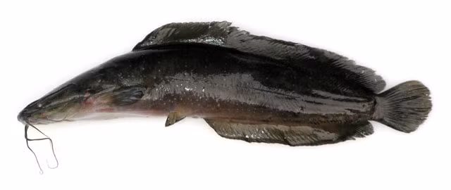 1. Cá trê nấu canh chua. Nguyên liệu: Cá trê, dưa muối, cà chua, hành tươi, hành khô, ớt, gia vị. Cá trê làm sạch, để nguyên con hoặc cắt khúc. Sau đó ướp với muối, hạt nêm, nước mắm và hạt tiêu cho hết mùi tanh trong 20 phút. Ảnh: fishbase.org.