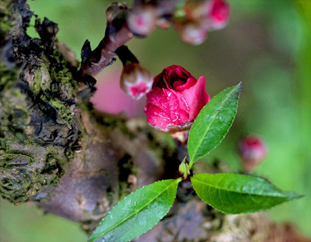 Lá đào vị đắng, tính bình, tác dụng làm tan huyết tụ, giảm đau, lợi tiểu, chống dị ứng, sát khuẩn, chữa lở ghẻ, sưng ngứa, ngâm chữa đau chân. Ảnh: chuatrungca.com.