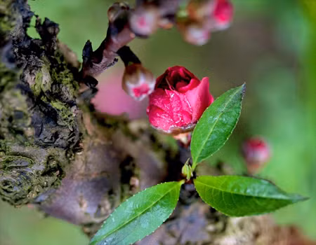 Lá đào vị đắng, tính bình, tác dụng làm tan huyết tụ, giảm đau, lợi tiểu, chống dị ứng, sát khuẩn, chữa lở ghẻ, sưng ngứa, ngâm chữa đau chân. Ảnh: chuatrungca.com.