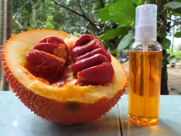 2. Cách chữa chai chân bằng rượu gấc: Dùng khoảng 4-5 hạt gấc bóc bỏ vỏ cứng rồi đem giã nát, trộn với rượu để tạo thành hỗn hợp sền sệt. Mỗi tối trước khi đi ngủ, rửa sạch vùng da bị chai chân rồi đắp rượu gấc lên và dùng băng quấn lại. Khoảng 2-3 ngày, vết chai sẽ bong ra. Sau 7-10 ngày, vết chai sẽ biến mất, vết lõm ở chân do nốt chai sẽ đầy lên. Ảnh: ruoukimson24h.com.