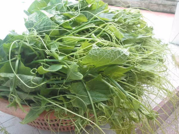 1. Ngọn rau bầu. Món ngọn bầu xào lòng gà. Nguyên liệu: Ngọn bầu, lòng gà, tỏi, dầu hào, bột canh, dấm. Rau bầu nhặt tước bỏ xơ và ngắt thành từng đoạn vừa ăn, ngâm rau vào nước muối khoảng 10 phút để rau mềm và rụng hết lông. Cắt lòng gà thành miếng vừa ăn, ướp với 1 muỗng cà phê bột canh. Tỏi bóc vỏ, đập dập và băm nhỏ sau đó chia làm hai phần. Ảnh: nkfood.vn.