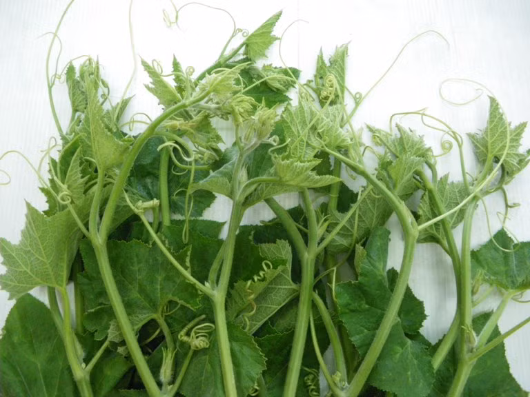 2. Ngọn bí đỏ. Món ngọn bí đỏ xào tỏi. Nguyên liệu: Ngọn bí, tỏi, dầu ăn, dầu hào, gia vị. Ngọn bí nhặt bỏ xơ rồi rửa sạch, cho vào nồi nước sôi có vài hạt muối chần qua cho rau được xanh. Vớt rau ra rổ và xả qua nước lạnh. Tỏi bóc vỏ, xắt lát rồi cho một nửa vào dầu ăn phi thơm. Tiếp tục cho rau bí vào xào, nêm gia vị nhưng nên nêm hơi nhạt một chút. Ảnh: cachtrongrausach.vn.