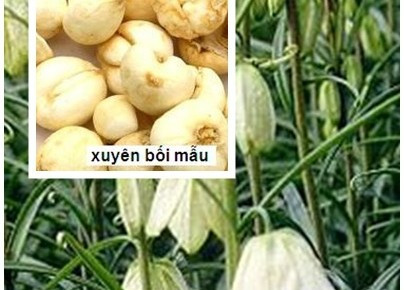 Lươn hầm xuyên bối, bách bộ. Mỗi lần dùng 250g lươn, 6g xuyên bối, bách bộ vừa đủ. Tất cả đem ninh nhừ và ăn nóng. Bài thuốc trị bệnh lao phổi. Ảnh: Skđs.