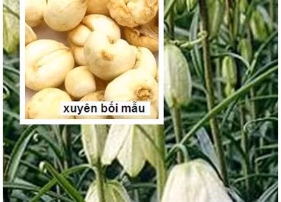 Lươn hầm xuyên bối, bách bộ. Mỗi lần dùng 250g lươn, 6g xuyên bối, bách bộ vừa đủ. Tất cả đem ninh nhừ và ăn nóng. Bài thuốc trị bệnh lao phổi. Ảnh: Skđs.