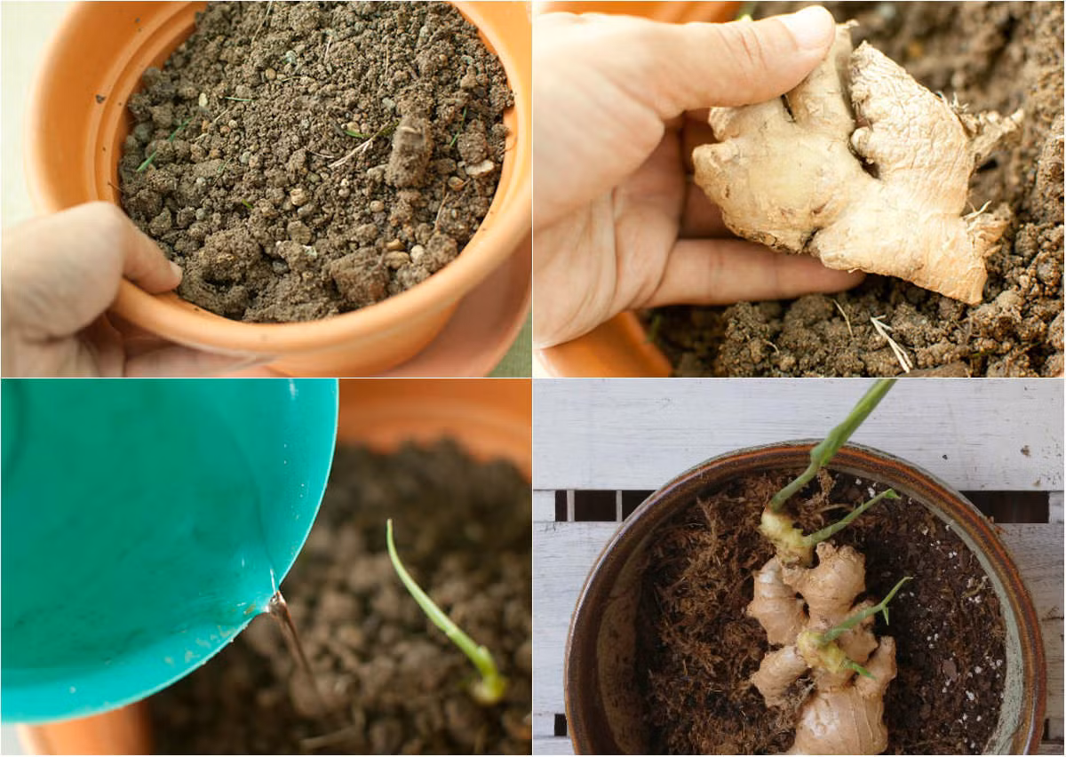 2. Gừng: Gừng rất tốt cho sức khỏe. Nên chọn củ gừng càng nhiều múi càng tốt, ngâm vào nước ấm qua một đêm, sau đó cắt nhiều phần nhỏ. Cho những phần củ gừng lên trên đất tơi và phủ một ít đất lên. Để chậu nơi khô ráo và tưới nước thường xuyên. Ảnh: eva.vn.