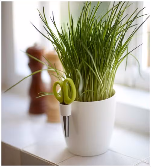 7. Cây hành lá. Hành lá rất dễ trồng. Bạn chỉ cần cho gốc hành vào cốc nước. Chỉ trong vài tuần, lá hành có thể mọc lên và bạn cứ thế mà thu hoạch. Ảnh: forum.gocit.vn.