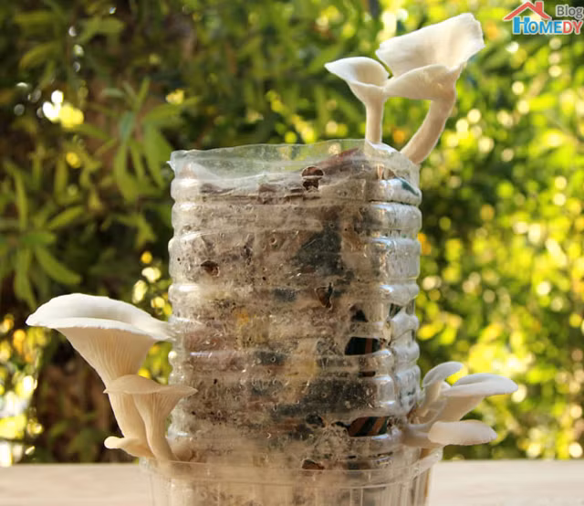 6. Nấm: Nấm phải trồng ở nơi ẩm ướt và đất nhiều chất dinh dưỡng. Nên trồng trong chậu chứ không nên trồng dưới đất vì trong chậu bạn có thể kiểm soát độ ẩm và nhiệt độ. Bạn chỉ cần trồng gốc nấm, vì thế nên cắt đầu nấm, và trồng gốc nấm vào đất, và nấm sẽ mọc lên rất nhanh. Ảnh: Homedy.com.