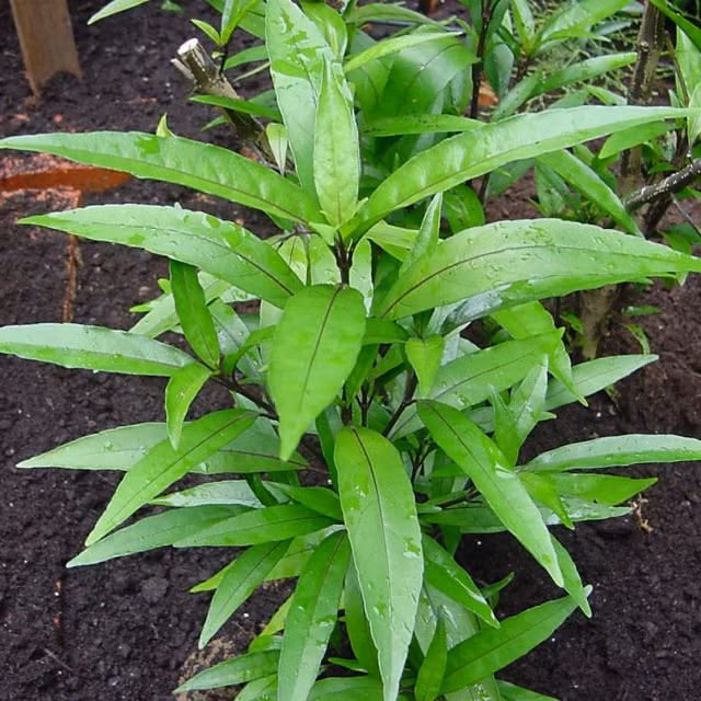 Cây mần tưới còn có tên là cây hương thảo, ngoài trồng làm thuốc, dân gian thường lấy ngọn non làm rau gia vị, nấu canh ăn giải nhiệt mùa hè. Lá già nấu nước uống hàng ngày giúp ăn ngon miệng, tiêu hóa tốt. Bộ phận dùng làm thuốc là thân và lá. Bạn có thể tham khảo bài thuốc từ cây mần tưới dưới đây. Ảnh: vatgia.com.