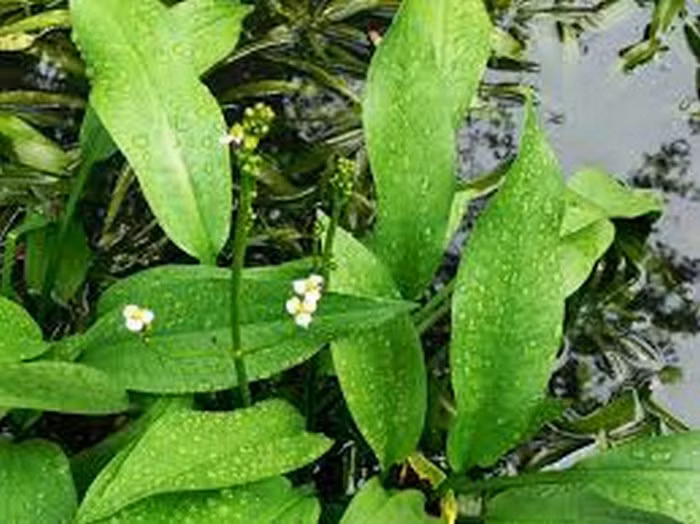 Trà và trạch tả. Trà 3g, trạch tả 15g. Hai thứ hãm với nước sôi trong bình kín, sau 20 phút thì dùng được. Loại trà này có công dụng bảo vệ gan, tiêu mỡ, lợi niệu, giảm béo. Nghiên cứu hiện đại cho thấy, trạch tả có tác dụng điều chỉnh rối loại lipid máu, làm hạ cholesterol, phòng chống xơ vữa động mạch. (Thông tin trong bài chỉ mang tính tham khảo, trước khi sử dụng bài thuốc, bạn vui lòng hỏi ý kiến bác sĩ).