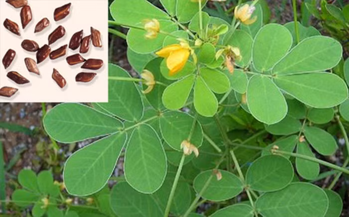 Trà và thảo quyết minh. Rễ cây chè tươi 30g, trạch tả 60g, thảo quyết minh 12g. Tất cả thái vụn hãm uống hàng ngày. Có công dụng làm giảm mỡ máu và phòng chống béo phì. Loại trà rất thích hợp với những người bị gan nhiễm mỡ kèm theo tình trạng rối loạn lipid máu, bệnh lý mạch vành. Ảnh: Sieuthilamdep.