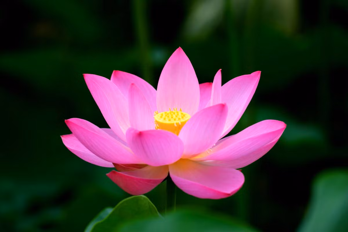 3. Hoa sen. Hầu hết các bộ phận của cây sen như hạt sen, nhụy sen, tim sen, củ sen hay ngó sen đều ăn được. Rất nhiều món ăn có sự kết hợp của hương sen như cơm sen, nộm sen hay chè sen… tất cả đều mang hương vị đặc trưng của ẩm thực Việt Nam. Ảnh: dehoctotvan.com.