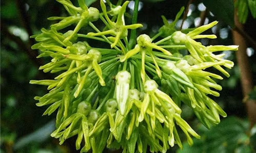 4. Hoa thiên lý. Người chế biến chọn ra những chùm hoa lớn. Sau khi rửa sạch, ngâm nước thì đem tỉa cụm nhỏ, vừa miệng rồi chế biến nhiều món ăn như canh hoa thiên lý nấu xương, thịt băm hay nấu cua.