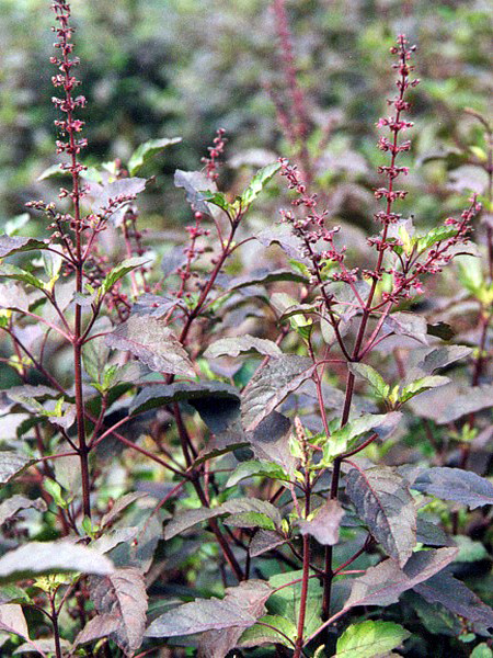 Hoặc có thể dùng mình hương nhu tía, 100g đem tán nhỏ. Pha với nước sôi uống mỗi lần 8g. Ngày uống 2 lần sau bữa ăn, nếu thấy ra mồ hôi thì sẽ khỏi bệnh. Ảnh: chuabenhhoimieng.vn.