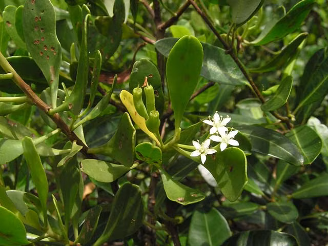 2. Cây trang. Trị bệnh tiểu đường: Vỏ trang cũng phối hợp với gừng khô, hồ tiêu và nước hoa hồng dùng làm thuốc trị bệnh tiểu đường. Ảnh: vienbaovecongtrinh.vn.