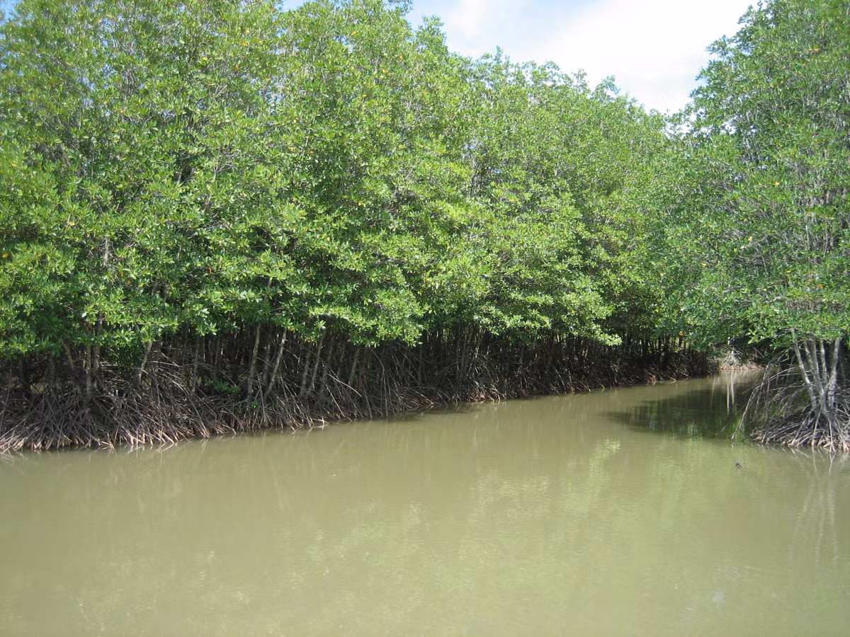 Người ta đã thử cho bò sữa ăn lá đước, thấy lượng sữa và hàm lượng chất dinh dưỡng trong sữa tăng lên. Ảnh: www.travinh.gov.vn.