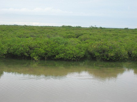 3. Cây dà. Cầm máu vết thương: Vỏ cây dà chứa nhiều tanin, có tác dụng làm săn, dùng đắp cầm máu vết thương. Ảnh: vietnamplants.blogspot.com.