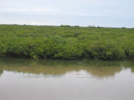 3. Cây dà. Cầm máu vết thương: Vỏ cây dà chứa nhiều tanin, có tác dụng làm săn, dùng đắp cầm máu vết thương. Ảnh: vietnamplants.blogspot.com.