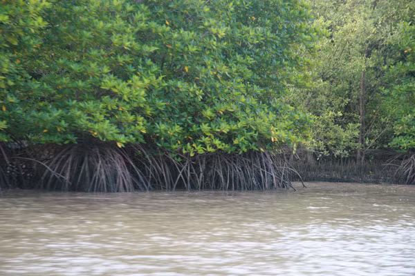 7. Cây mắm. Chữa hủi: Vỏ cây mắm dưới dạng cao mềm hay cao lỏng, cao mềm uống từ 6-8g dưới dạng thuốc viên, có thể dùng vỏ mắm ngâm rượu uống. Ảnh: vanghe.blogspot.com.