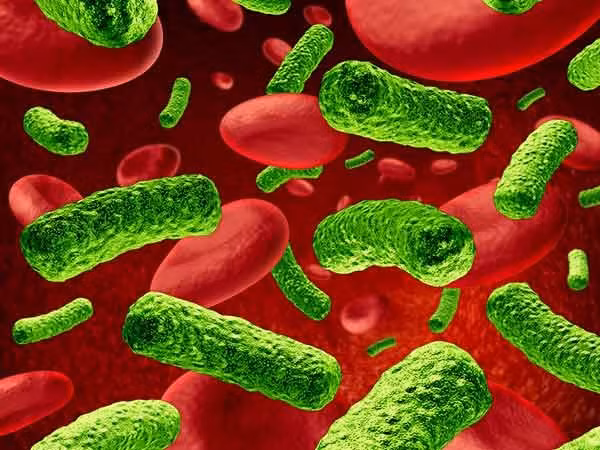 Trị những ký sinh trùng trong ruột, giun, sán bằng cách ăn bần chín. Ăn bần chín cũng giúp trị ho và dùng lá bần non nghiền nát để trị các bệnh thiếu máu giảm tiểu cầu (hématurie) và bệnh đậu mùa variole.