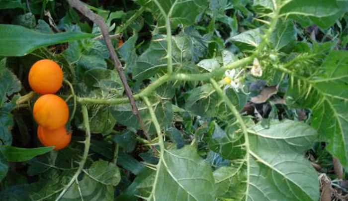 Một số loại cây có độc nhưng vẫn được dùng làm thuốc. Tuy nhiên, người dùng nên chú ý, những loại cây có độc không dùng cho người có thể lực yếu. Khi dùng thấy có triệu chứng ngộ độc thì phải dừng ngay bởi chất độc có thể ngấm vào hệ thần kinh gây hại cho sức khỏe thậm chí là tử vong. Ảnh: Sumhevi.