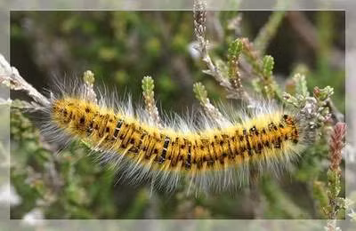 4. Trị vết sâu róm đốt: Bị lông/gai sâu đâm sẽ gây ngứa, đau nhức dữ dội ở vùng da tiếp xúc, các triệu chứng khó chịu do nọc độc của sâu hoặc bị nổi mề đay ngứa do dị ứng da. Ảnh: suckhoedoisong.vn.