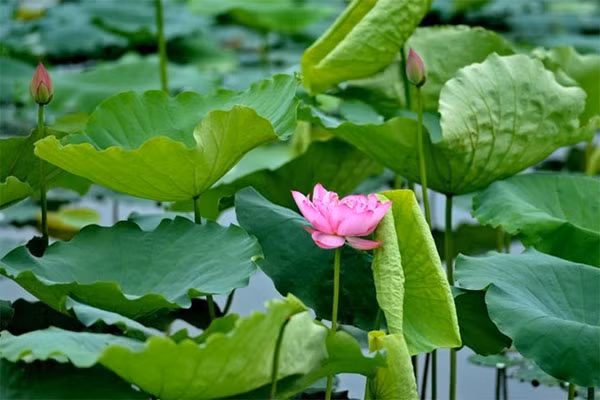 1. Trị mụn vòng 3 bằng lá sen: Lấy cuống lá sen đem rửa sạch rồi sắc lấy nước đặc. Đem nước này rửa vùng mông có mụn nhọt. Tiếp đó, lấy lá sen rửa sạch rồi giã nát với cơm nếp, đắp lên chỗ mụn nhọt. Mỗi ngày đắp và thay 1 lần, trong vài lần thì mụn sẽ tiêu và khỏi. Ảnh: english.vietnamnet.vn.