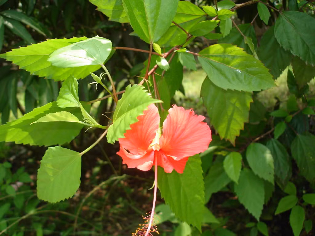 7. Đắp lá cây dâm bụt. Lấy lá cây dâm bụt giã nát. Sau đó cho mấy hạt muối rồi đắp lên chỗ nhọt. Chỉ sau 2-3 lần đắp mụn bằng lá dâm bụt, các nốt mụn của mình được hút hết mủ, vết thương se lại. Ảnh: caythuoc.org. (Thông tin trong bài chỉ mang tính chất tham khảo, trước khi sử dụng bài thuốc, vui lòng hỏi ý kiến bác sĩ).