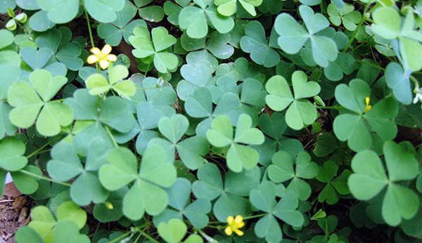 5. Chữa mụn nhọt ở mông bằng cây chua me đất: Lấy lá cây chua me đất rửa sạch, đem giã nhỏ rồi hơ nóng đắp vào chỗ mụn nhọt. Mỗi ngày thay thuốc một lần và thực hiện nhiều ngày để tiêu mụn, giảm sưng. Ảnh: Ginkgobiloba.com.