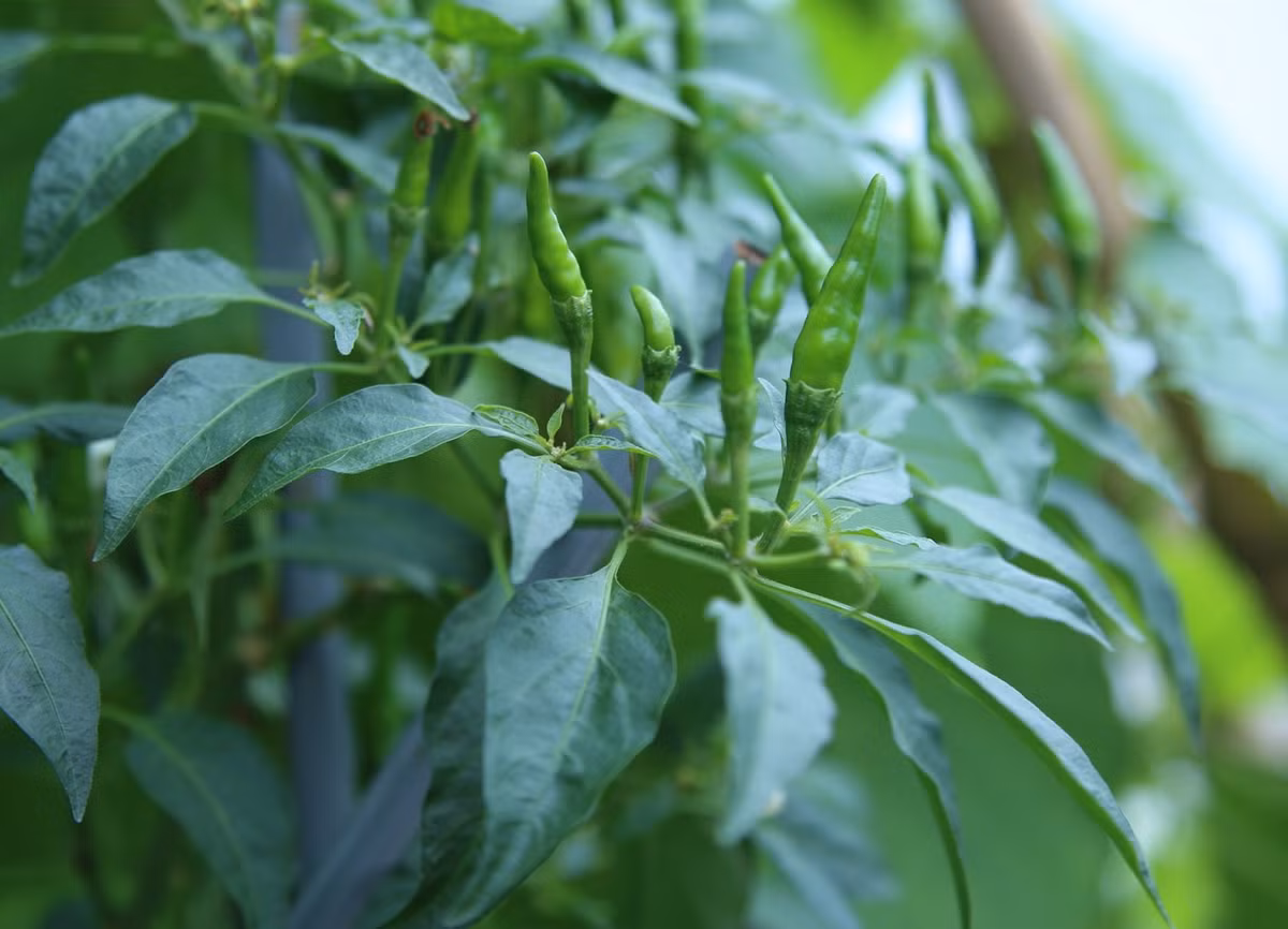 4. Chữa mụn nhọt ở mông bằng lá ớt: Nguyên liệu gồm lá ớt, lá bồ công anh, lá tử vi, lá na, lá táo, mỗi thứ lá này lấy khoảng 20g, đem rửa sạch. Cho tất cả các loại là cùng giã nát với ít muối ăn rồi đắp vào mụn nhọt. Mỗi ngày thay thuốc một lần sẽ chữa mụn nhọt hiệu quả. Ảnh: Ydvn.net.